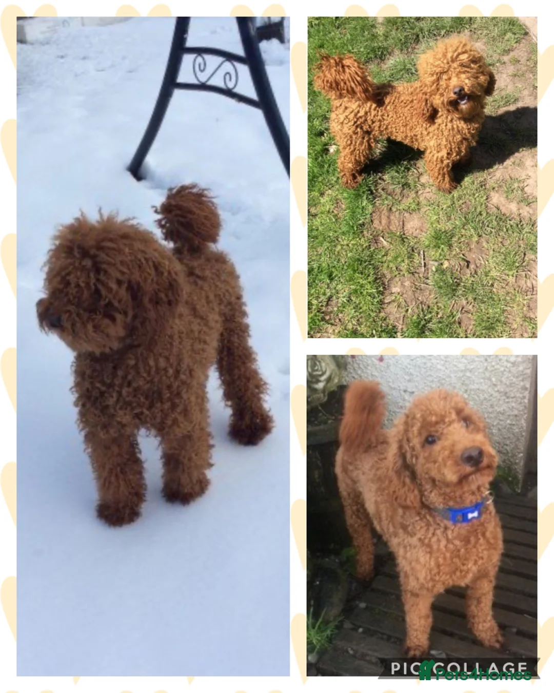 Cockapoo dogs for sale: 🌸Extensively health tested cockapoo puppy🌸 - Advert 12