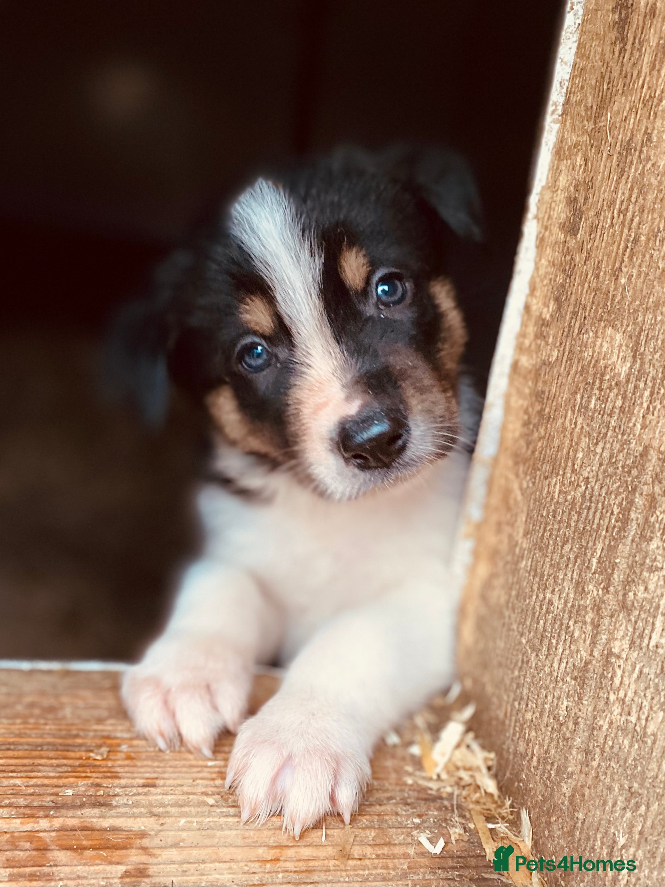 Border Collie dogs Gorgeous border collie puppies  - Advert 1