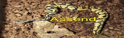 Python Snake reptiles for sale: Ball pythons (8mth). Pied/Firefly/Gene X/Mojave) - Advert 9