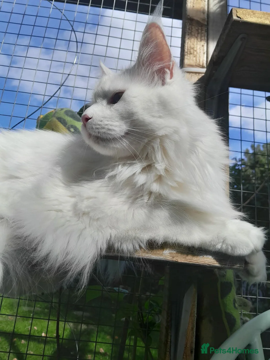 Maine Coon cats for sale: solid white girl maine coon TICA reg - Advert 2