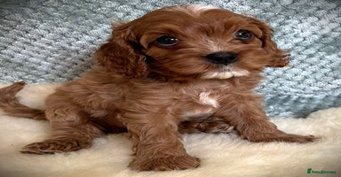 Cavapoo dogs - Advert 2