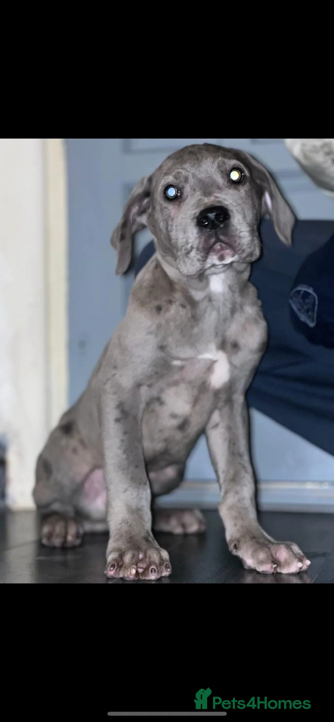 Cane Corso dogs for sale: CANE CORSO - Advert 2