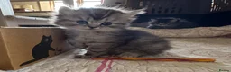 British Longhair cats for sale: Beautiful Longhaired Kittens  - Advert 3