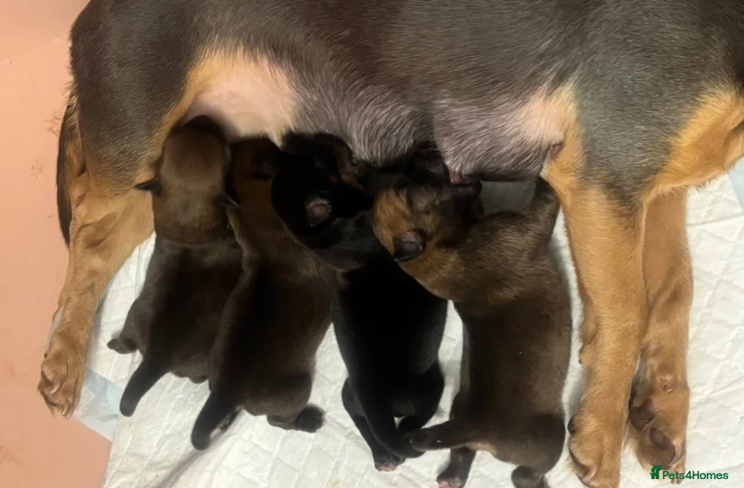 Jack Russell dogs for sale: Much wenlock boys in Worcester - Advert 1