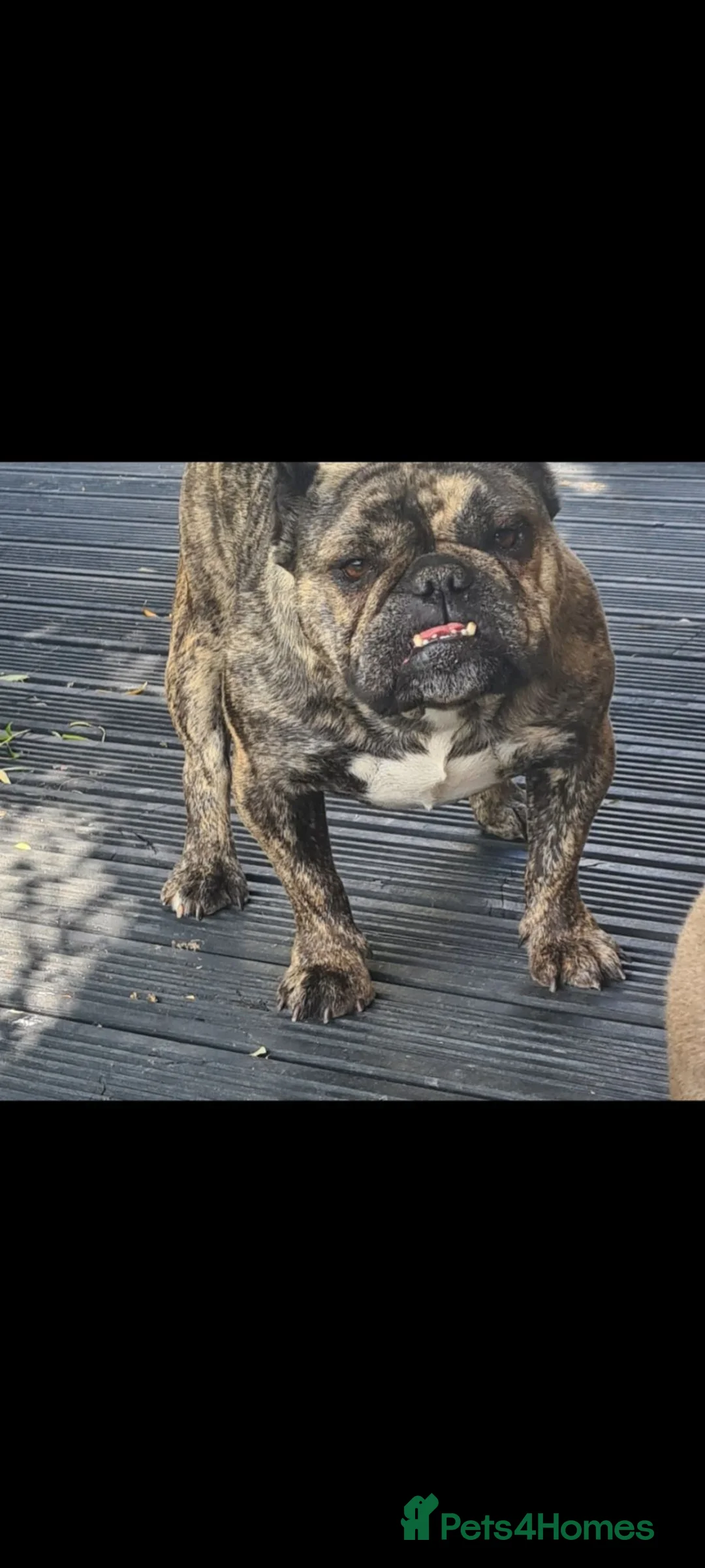 American Bully dogs for sale: Socks & Dolly looking for forever homes - Advert 2