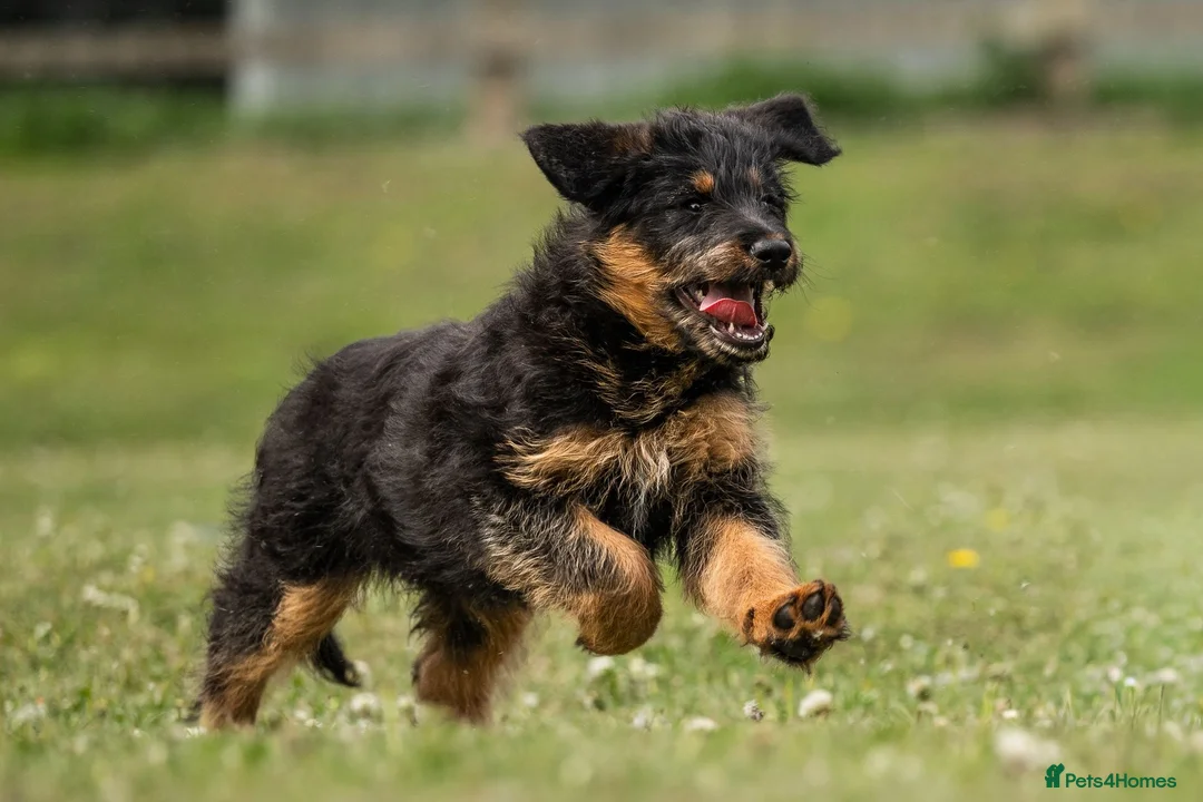 Mixed Breed dogs for sale: Fabulous Shepadoodles 2 stunning girls  - Advert 1