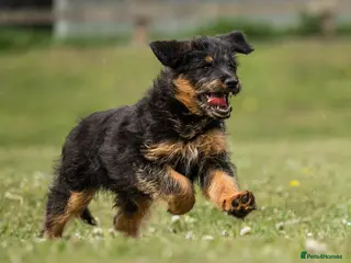 Mixed Breed dogs for sale: Fabulous Shepadoodles 2 stunning girls - Advert 1