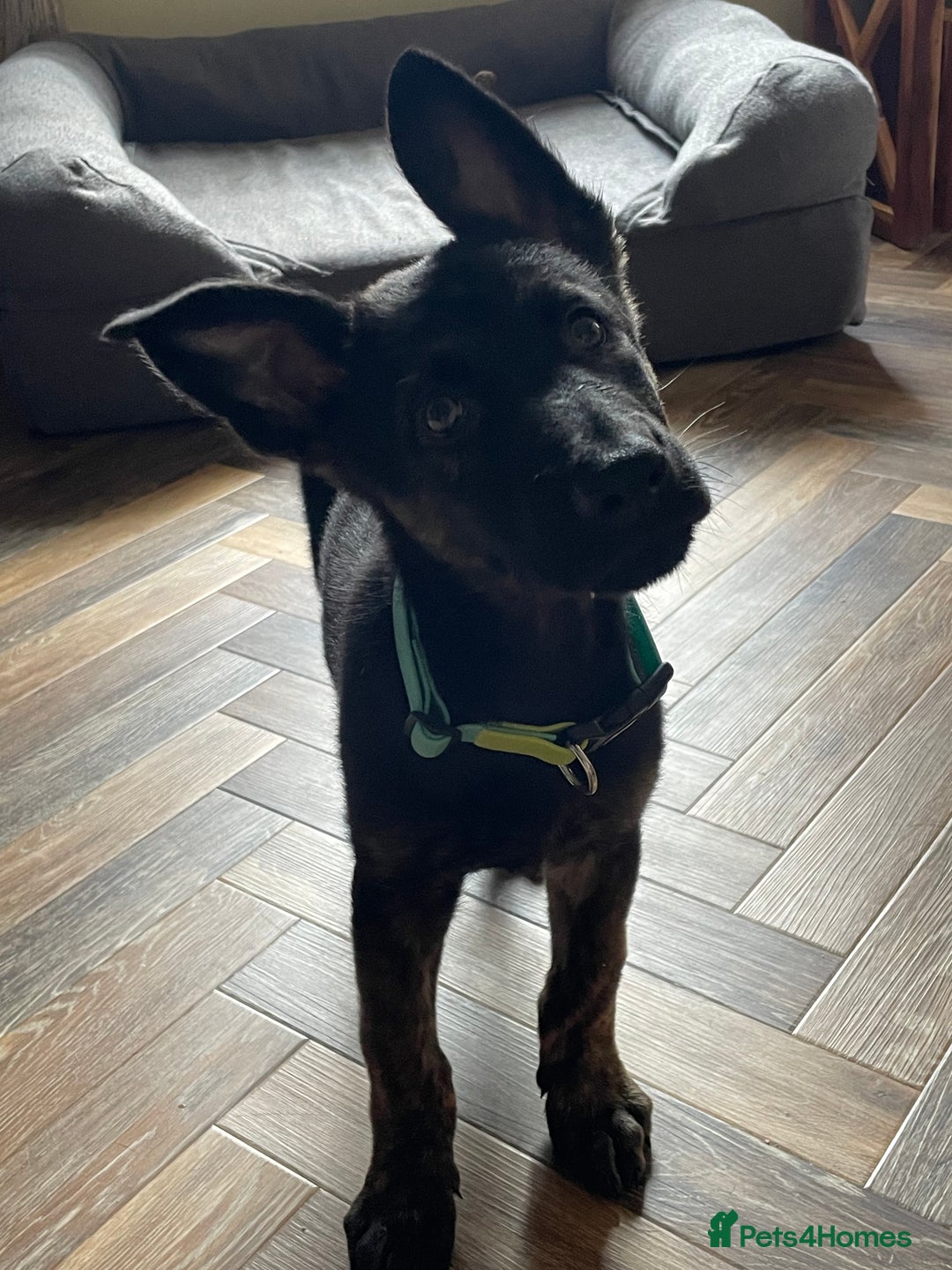 Mixed Breed dogs for sale: 15 week old german shepherd dutch herder cross - Image 2