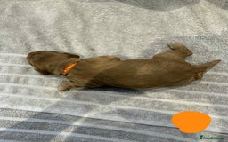 Cocker Spaniel dogs for sale: Working Cocker Spaniel Pups parents DNA tested - Image 23