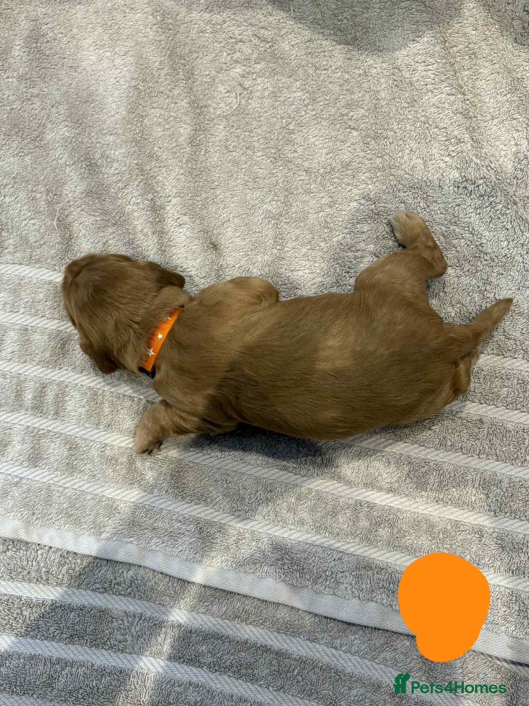 Cocker Spaniel dogs for sale: Working Cocker Spaniel Pups parents DNA tested - Image 23