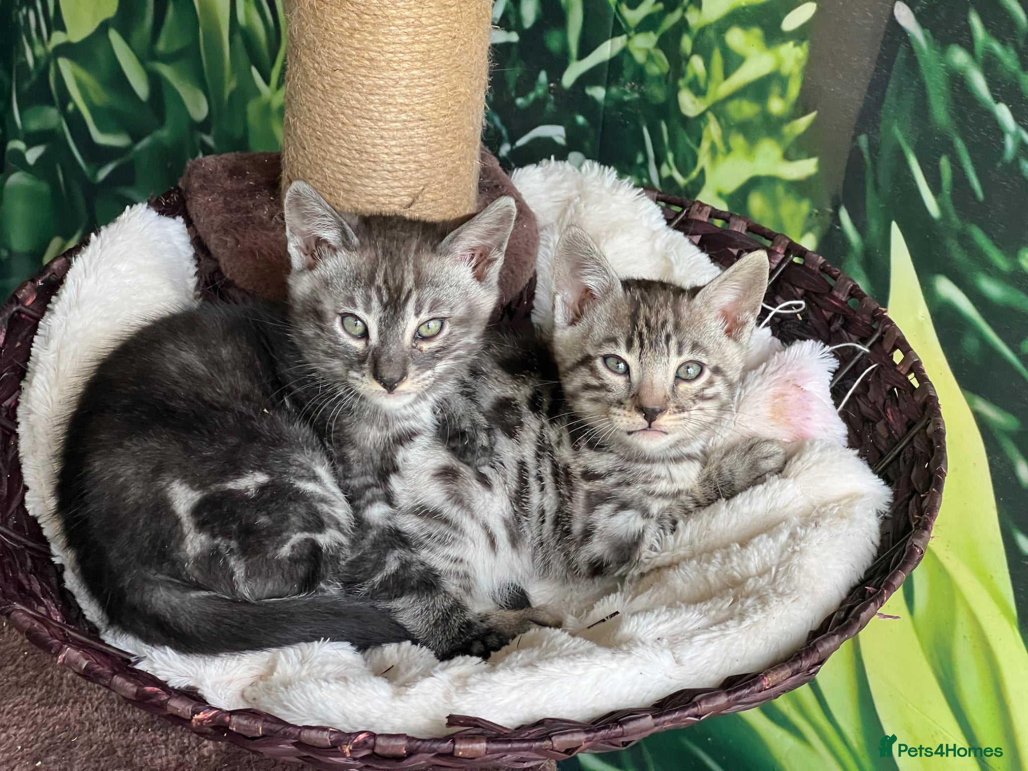 Bengal cats Beautiful Bengal boys - Advert 6