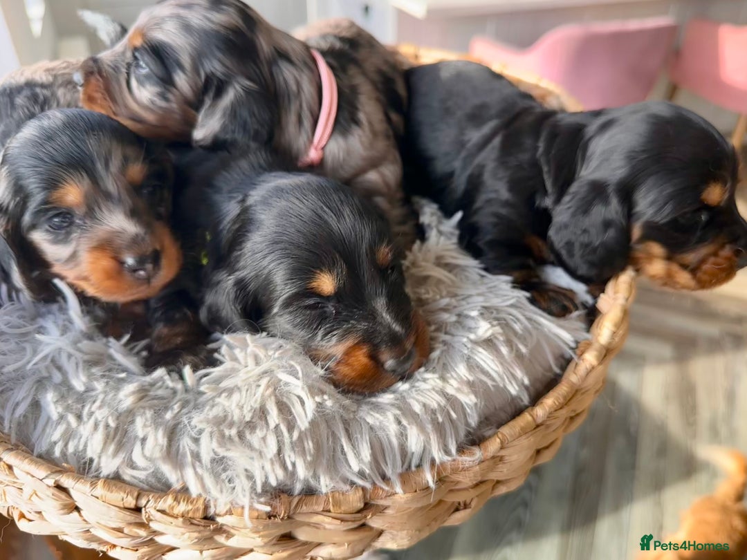 Miniature Dachshund dogs for sale: Beautiful litter of long haired mini dachshunds  - Image 7