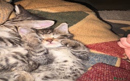 Siberian cats for sale: Half Siberian kittens - Image 9