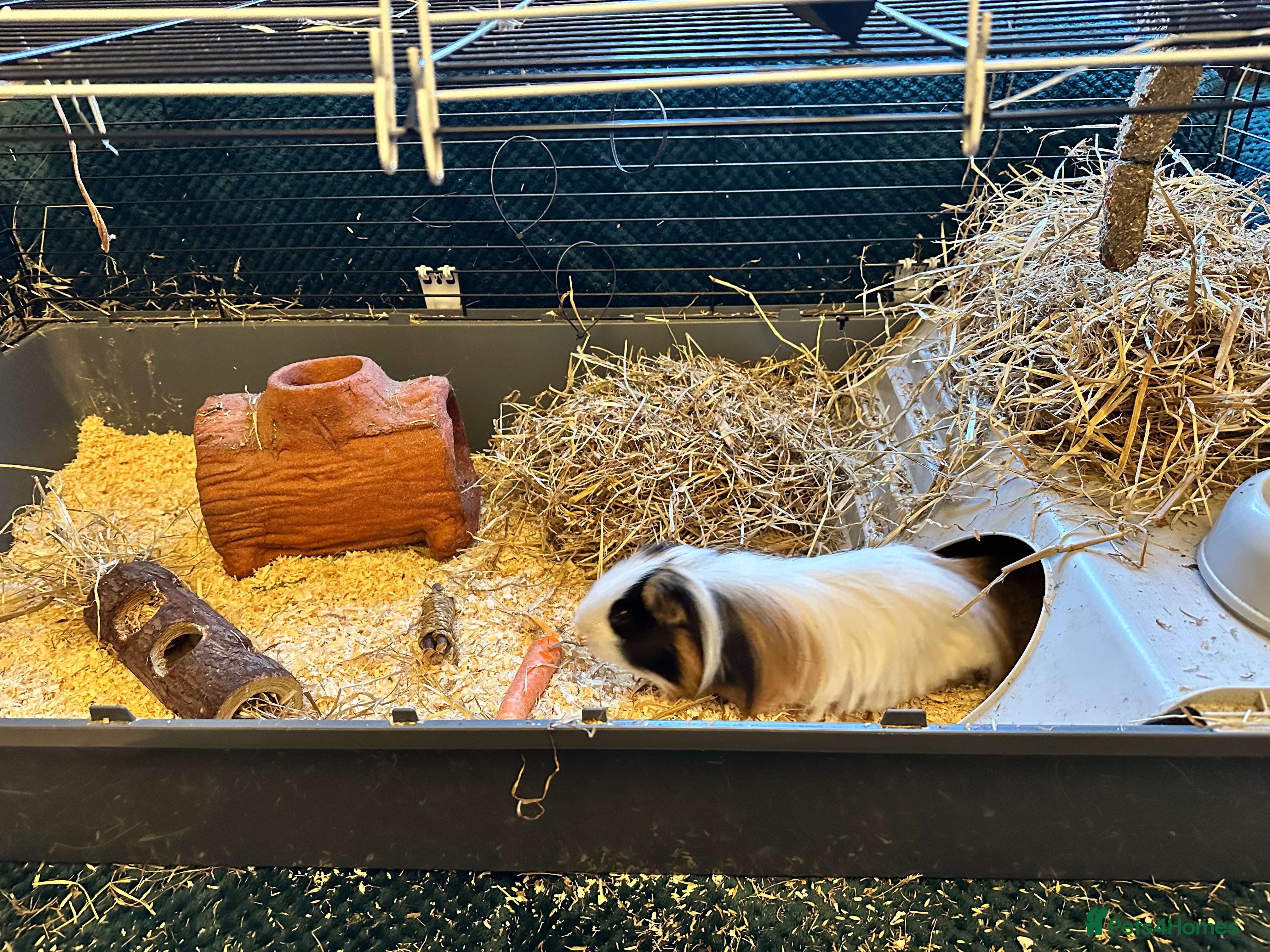 Guinea Pig rodents Male Guinea Pig, 14 months old  - Advert 3