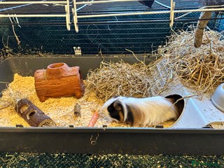 Guinea Pig rodents Male Guinea Pig, 14 months old - Advert 1