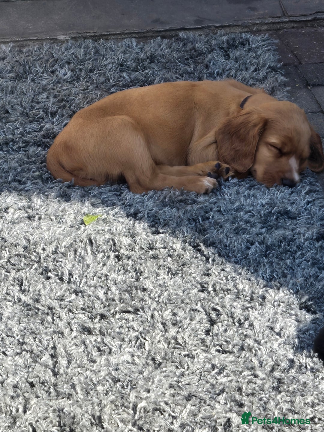 Cocker Spaniel dogs for sale: Mr Mark Hulme in Sandbach - Image 16