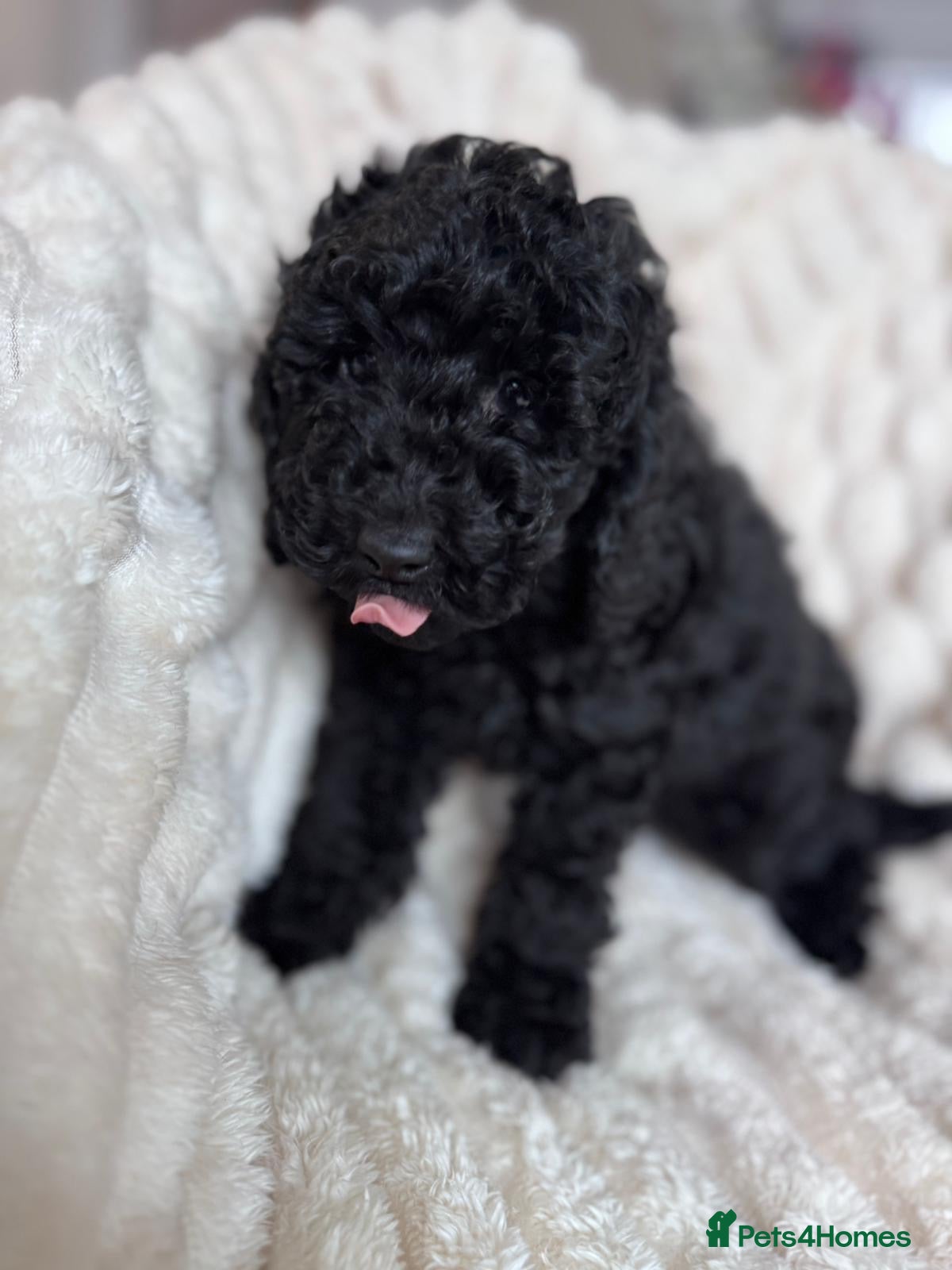 Miniature Poodle dogs Miniature Poodle DNA tested parents  - Advert 11