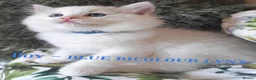 Ragdoll cats for sale: GCCF REGISTERED BEAUTIFUL RAGDOLLS KITTENS  - Advert 28