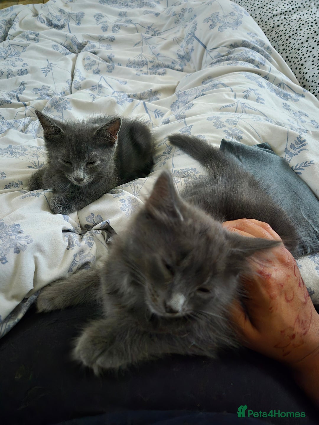 Domestic Shorthair cats for sale: Kittens x 2 boy's brothers - Image 2