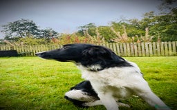 Border Collie dogs for sale: 1 year old collie  - Image 2