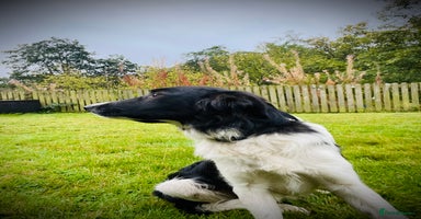 Border Collie dogs - Advert 16