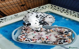 Dalmatian dogs for sale: Kc registered dalmatians  - Image 4