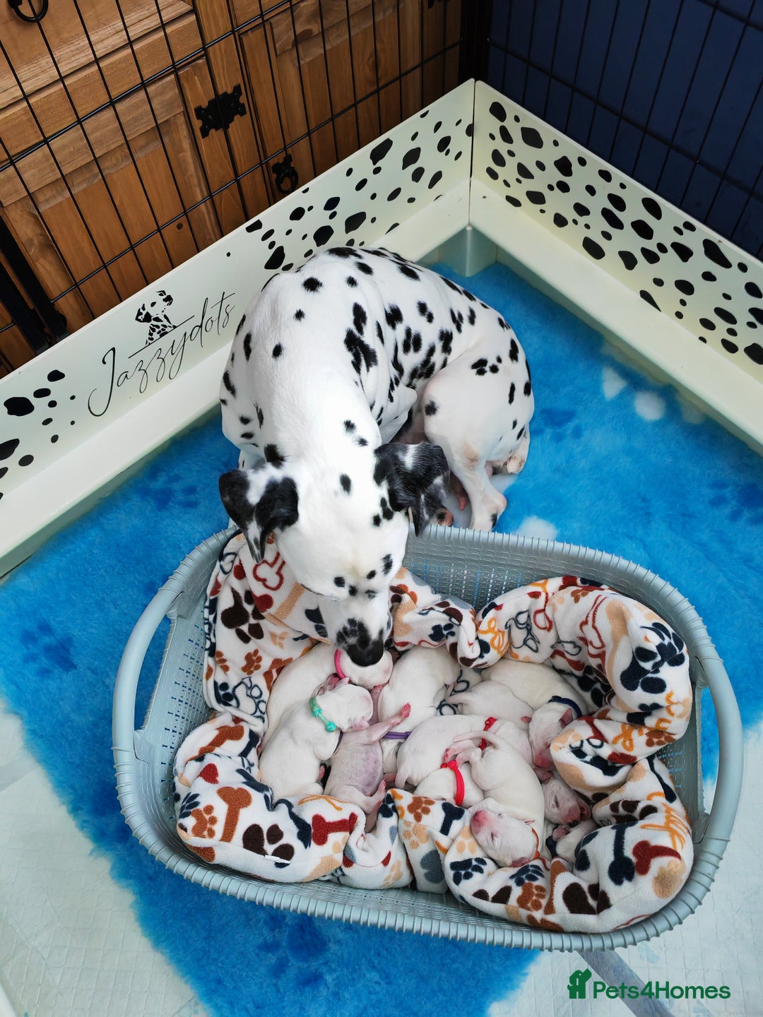 Dalmatian dogs for sale: Kc registered dalmatians  - Image 4