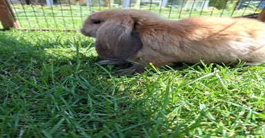 Mini Lop rabbits - Advert 2