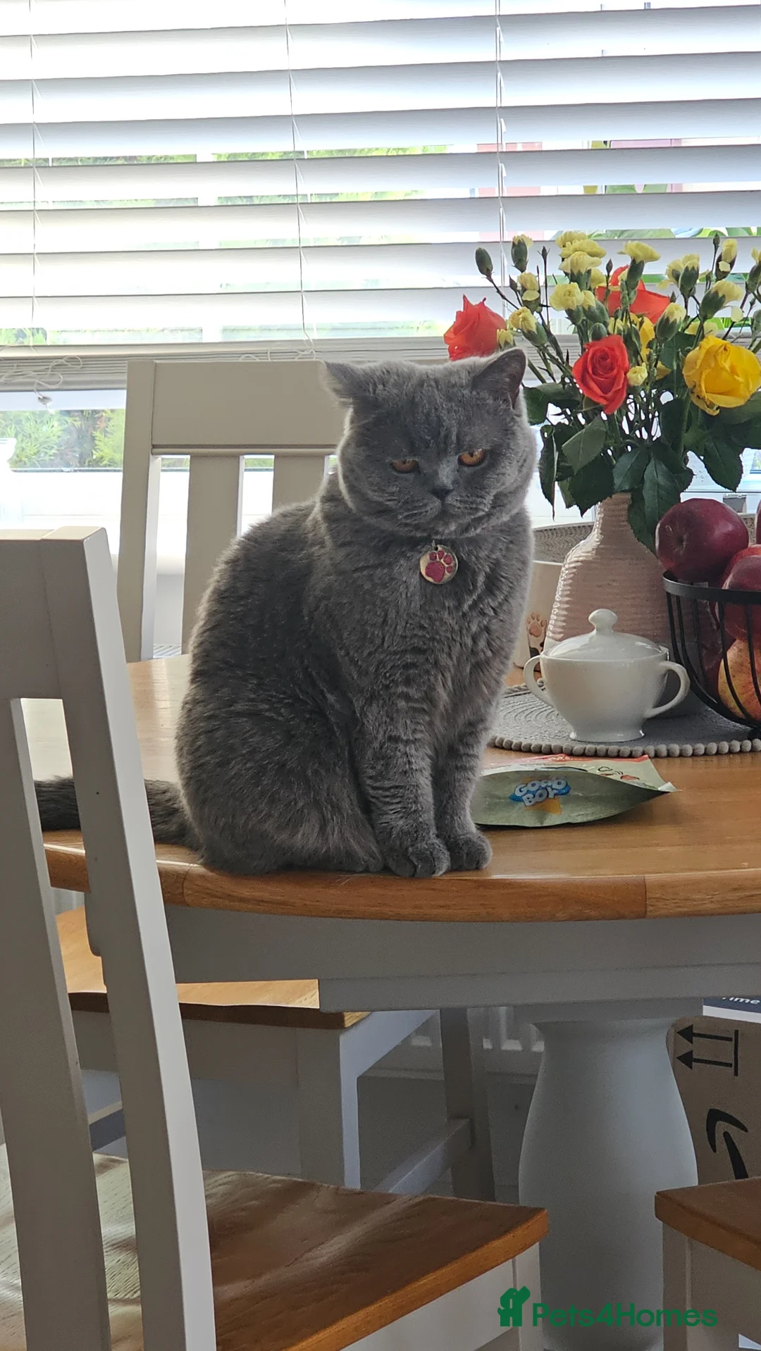 British Shorthair cats for sale: British shorthair blue kittens  - Advert 2
