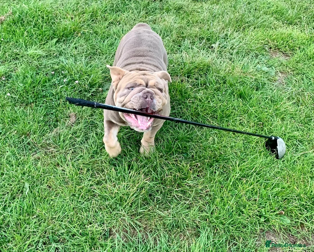 English Bulldog dogs for sale: English Bulldog Puppies Rare Coloured Ready now! - Advert 14
