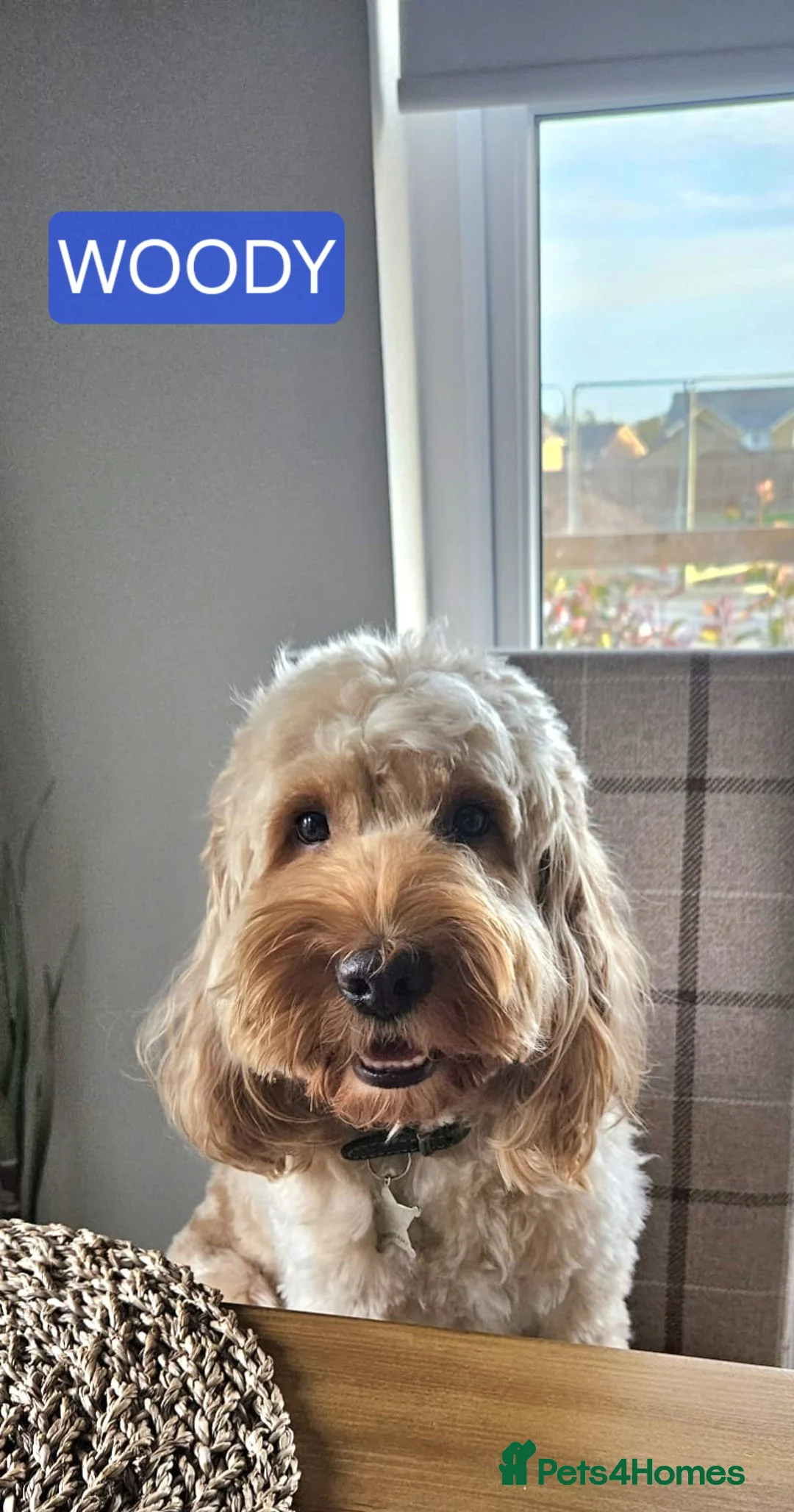 Cockapoo dogs for sale: F2 Cockapoo Puppies - Advert 5