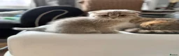 Scottish Fold cats for sale: !!! Stunning Scottish fold kittens for sale !!! - Advert 11