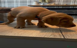 Labrador Retriever dogs for sale: Fox Red Labrador Puppies - Advert 8