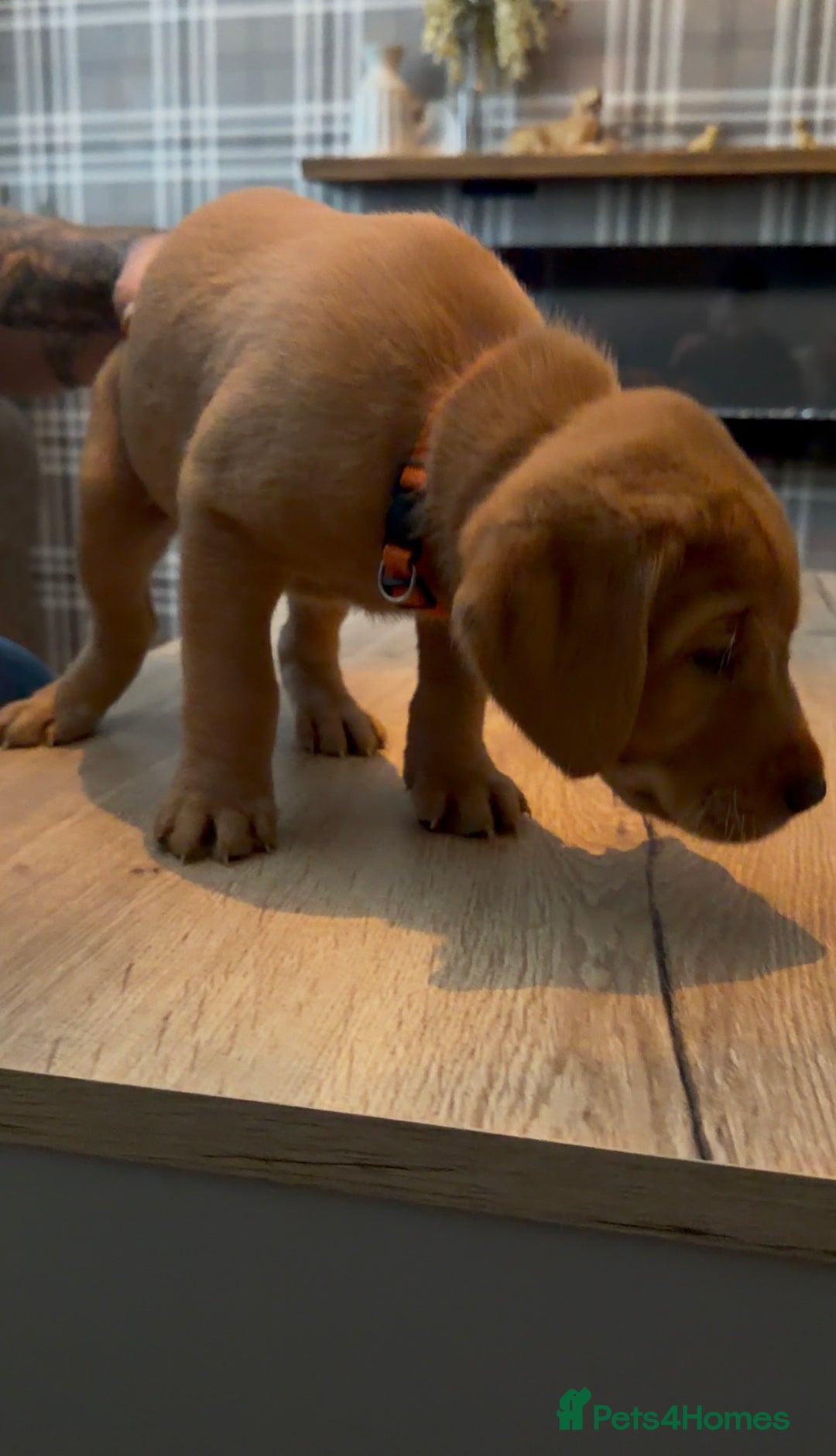 Labrador Retriever dogs for sale: Fox Red Labrador Puppies - Advert 8