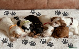 Cocker Spaniel dogs for sale: Extensively Health Tested KC Reg Puppies  - Image 6
