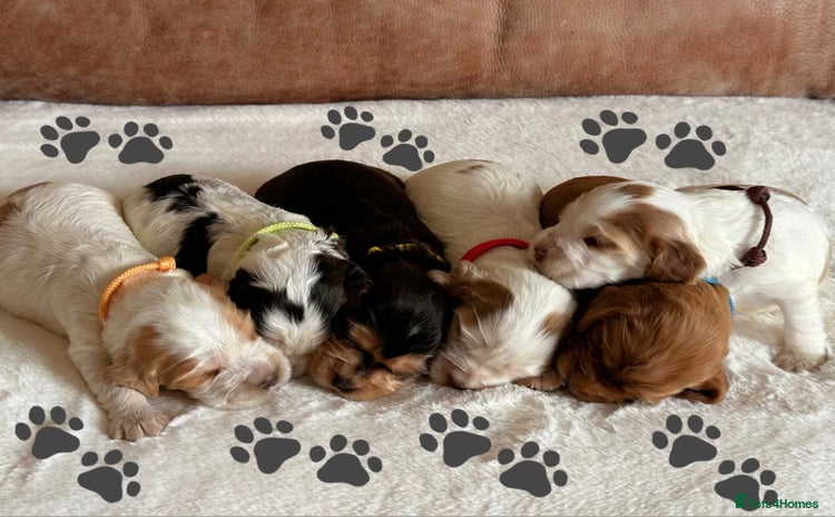 Cocker Spaniel dogs - Advert 4