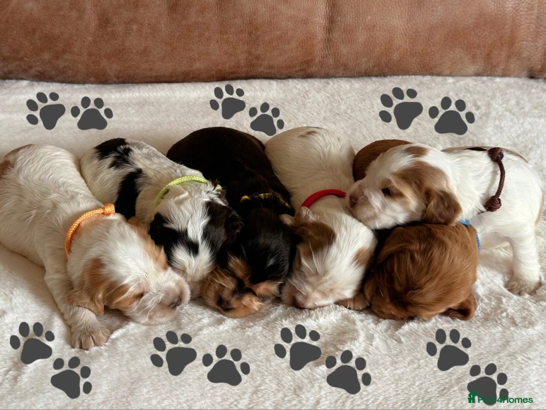 Cocker Spaniel dogs for sale: Extensively Health Tested KC Reg Puppies  - Image 6