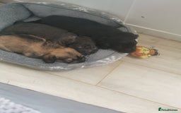 Mixed Breed dogs for sale: Little bundles of schweenie love!  - Image 31