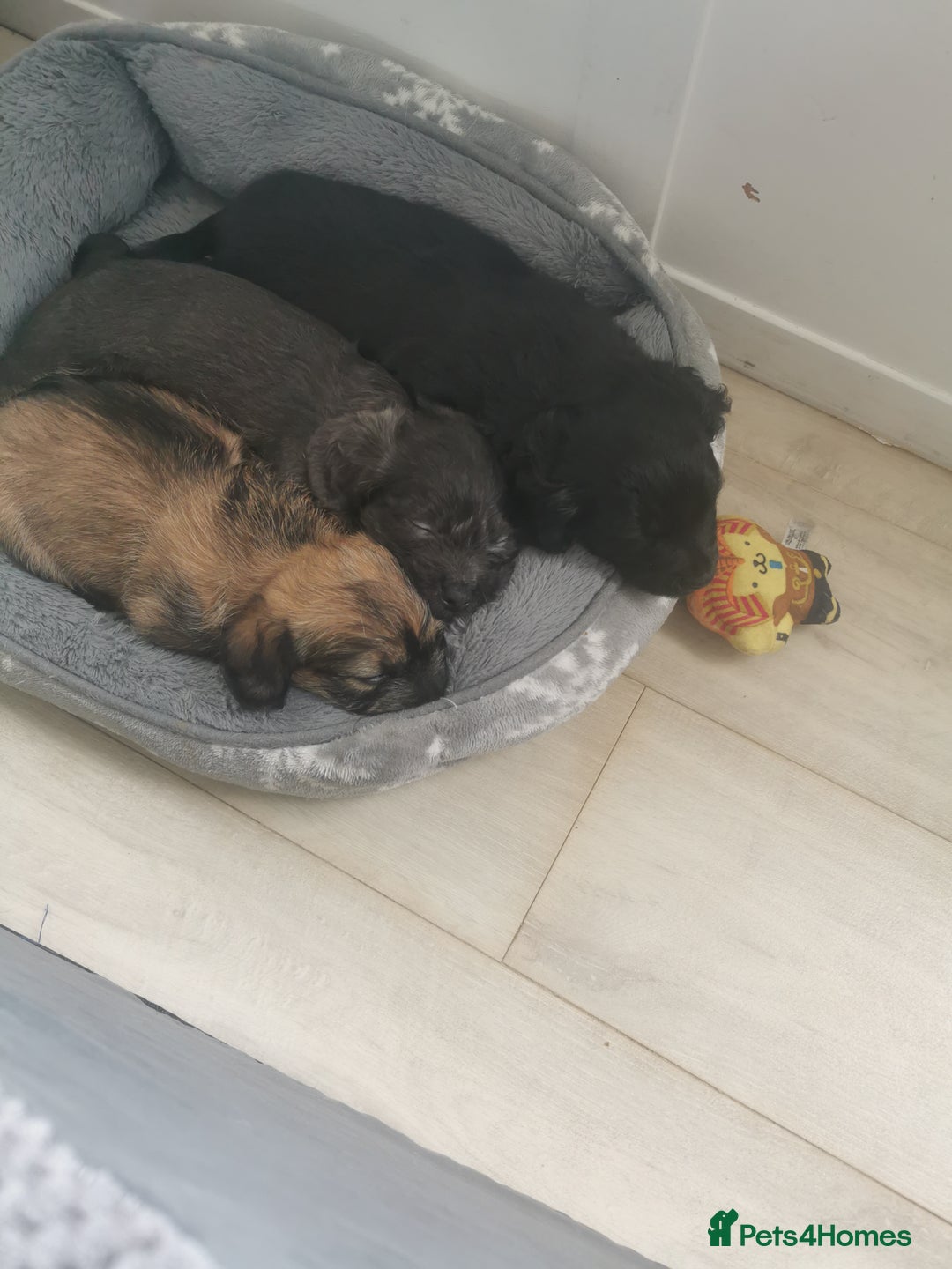 Mixed Breed dogs for sale: Little bundles of schweenie love!  - Image 31