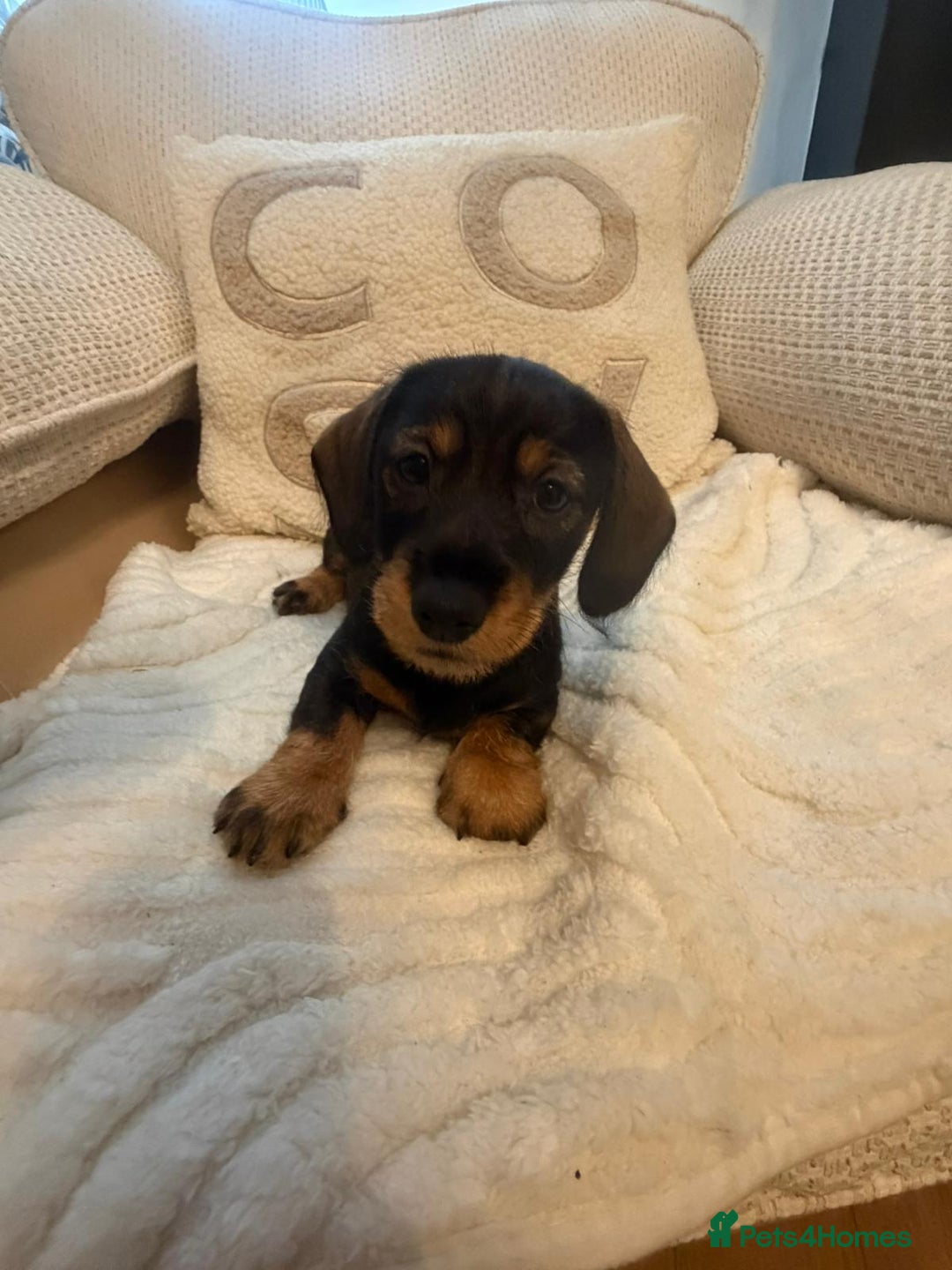 Dachshund dogs for sale: Tekel (wire haired dachshund) READY TO GO NOW - Advert 21