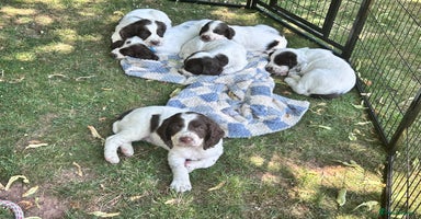 English Springer Spaniel dogs - Advert 5