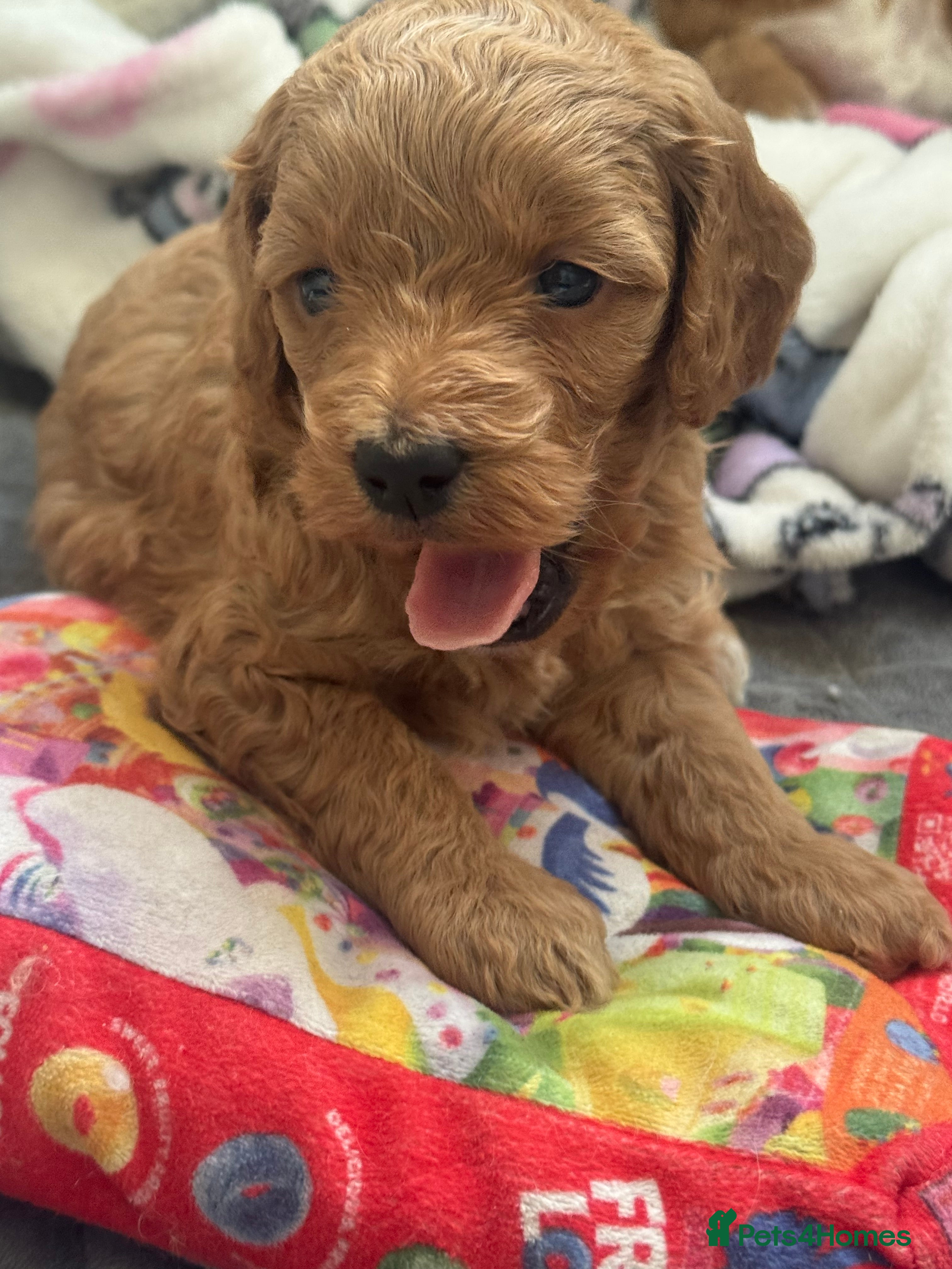 Cockapoo dogs 1 Beautiful F1bb toy cockapoo left - Advert 10