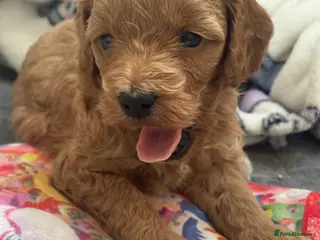 Cockapoo dogs 1 Beautiful F1bb toy cockapoo left - Advert 10