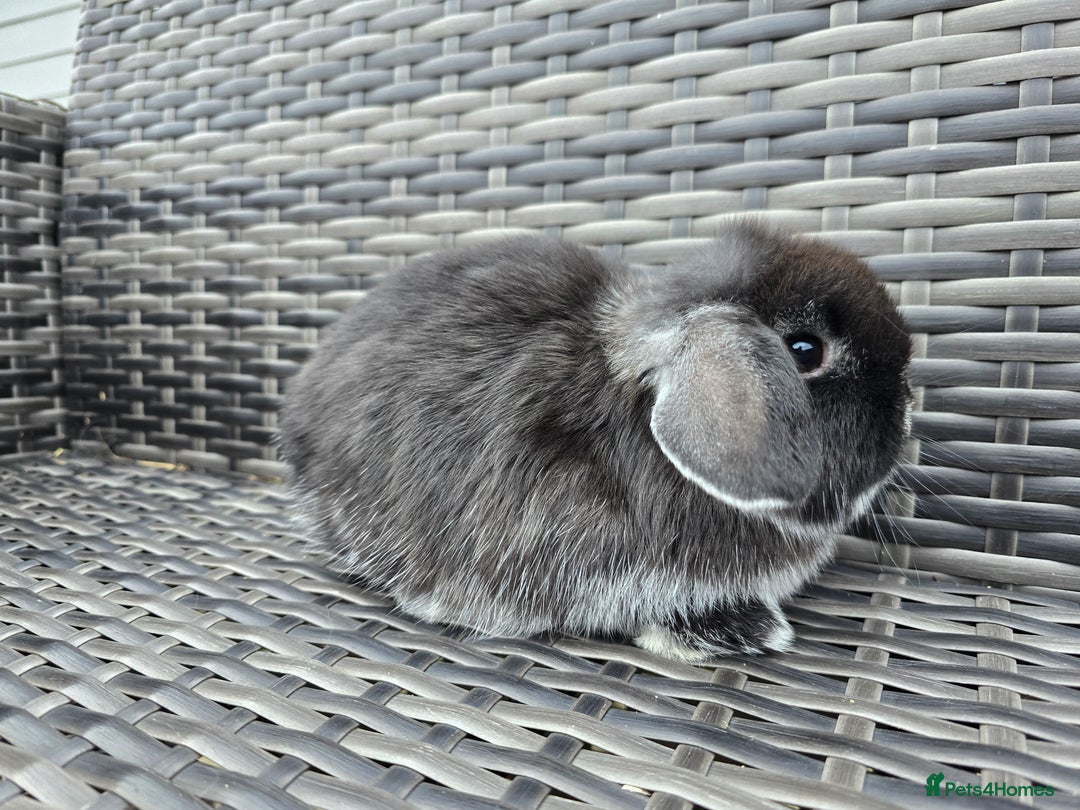 Mini Lop rabbits for sale: Mini lop Bunnies - Advert 5
