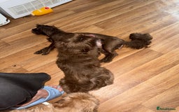 Shih Tzu dogs for sale: Beautiful chocolate bitch  - Image 3