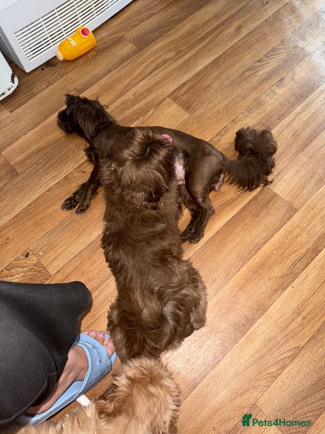 Shih Tzu dogs for sale: Beautiful chocolate bitch  - Image 3