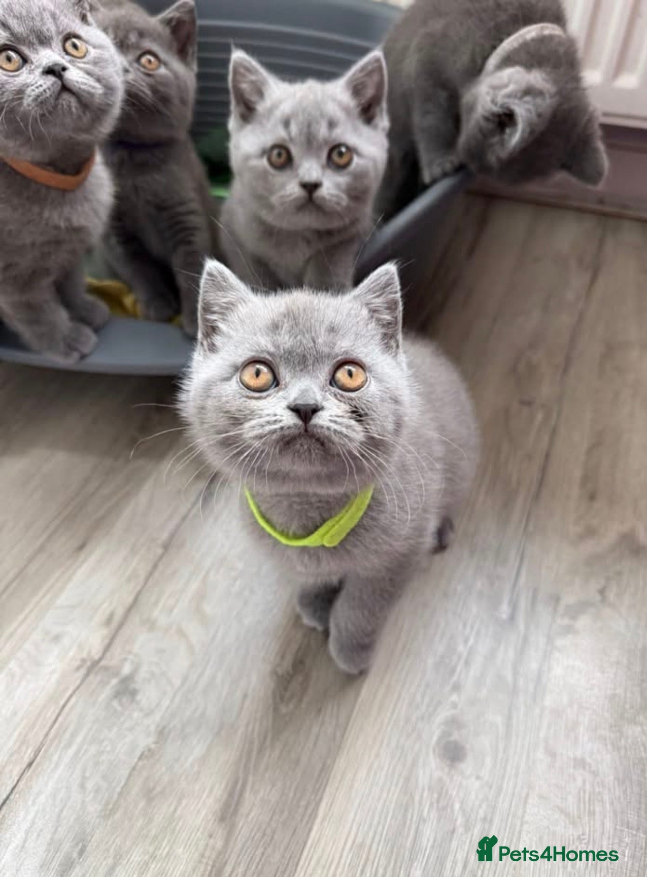 British Shorthair cats Chubby British Shorthair kitten  - Advert 12