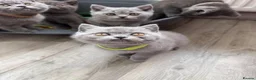 British Shorthair cats for sale: Chubby British Shorthair kitten  - Advert 1