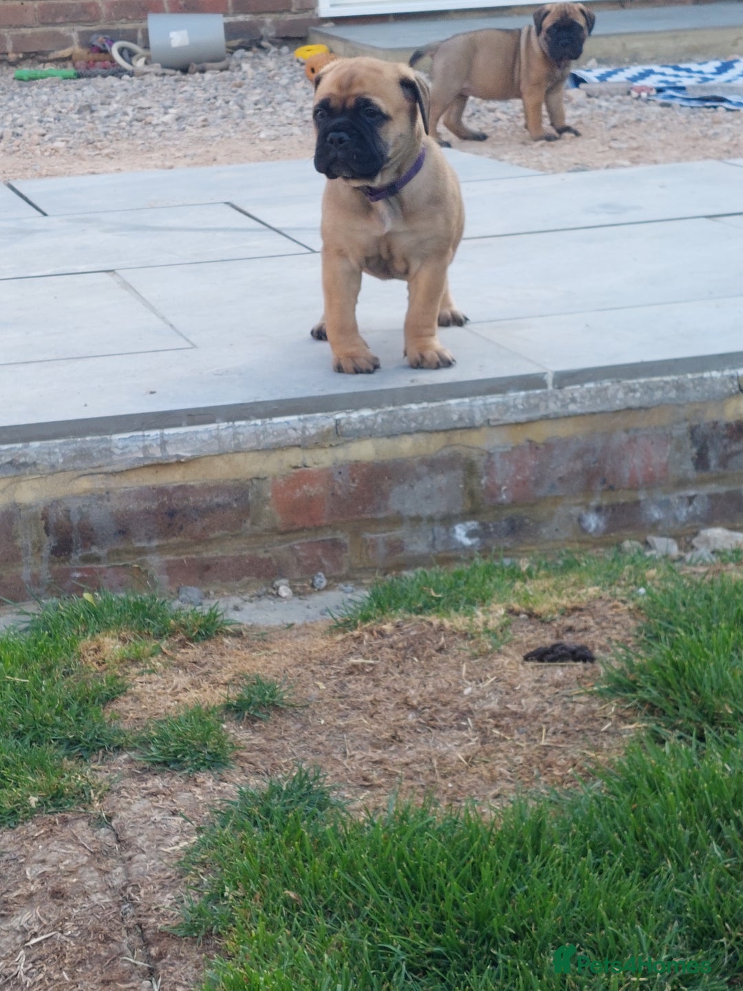 Bullmastiff dogs for sale: K.c registered Bullmastiff puppies  - Image 7