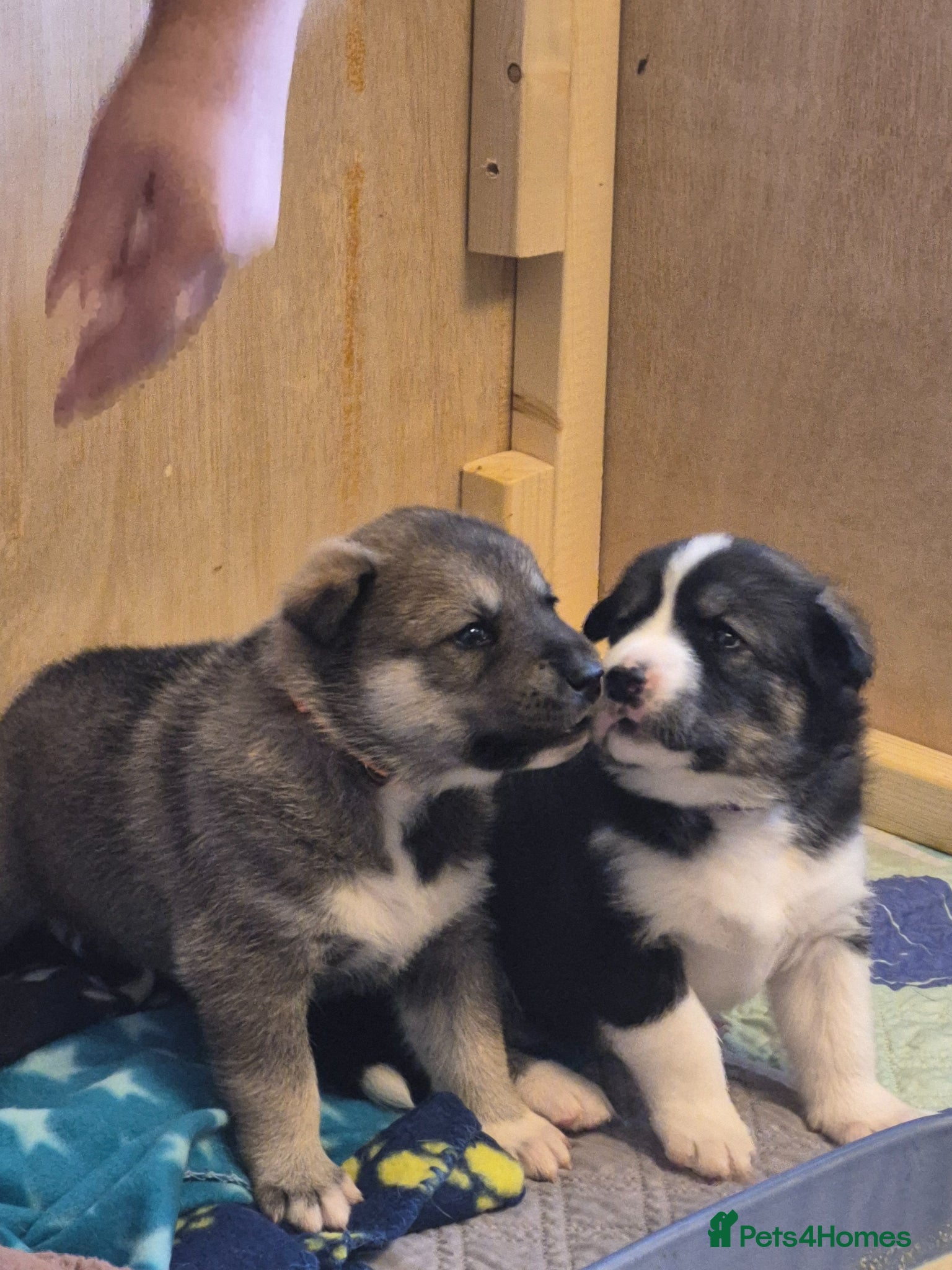 Mixed Breed dogs 75%Husky / 25% labrador. (LABSKI). - Advert 1